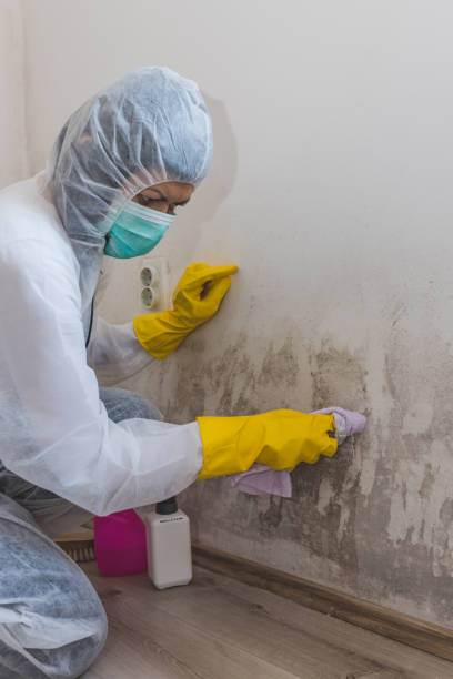 Best Mold-Related Health Consultation  in Sutton Alpine, AK