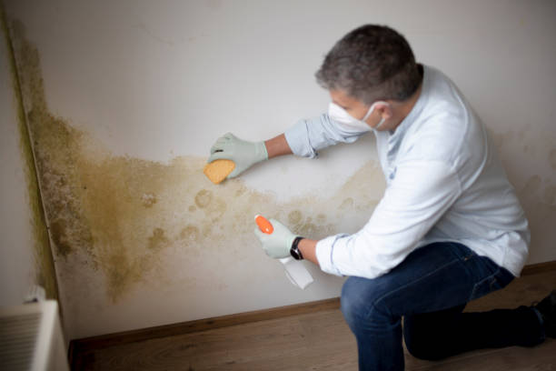 Best Attic Mold Removal  in Sutton Alpine, AK